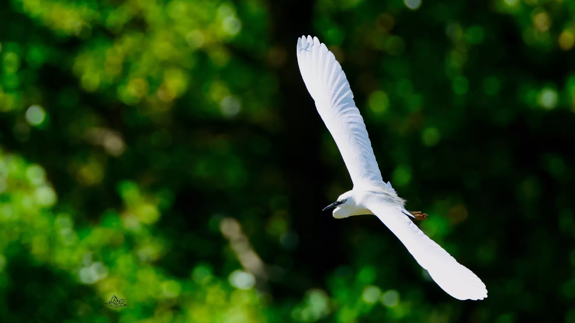 Portfolio/Europe/Photos/0251_Z9A9079_aigrette garzette.webp